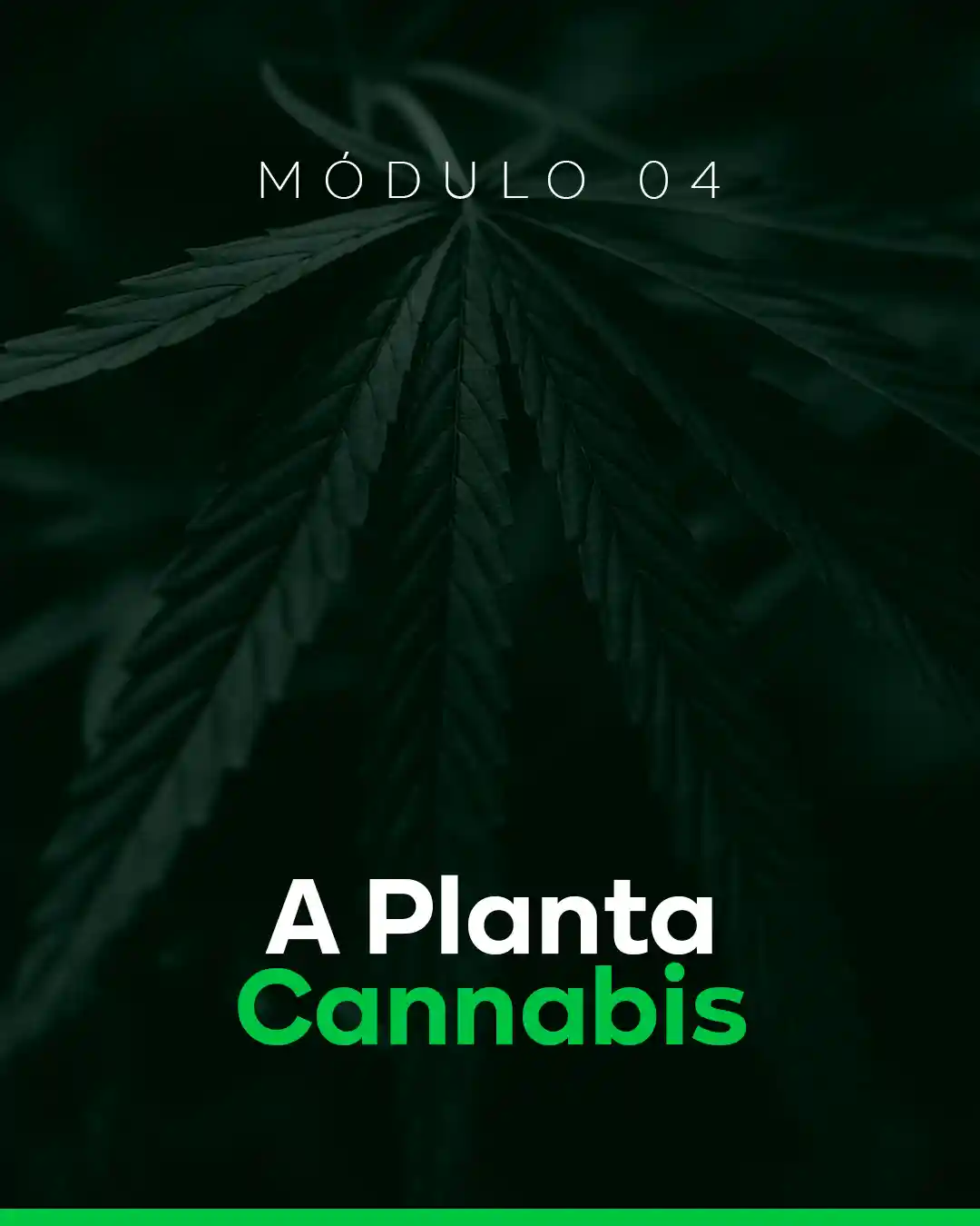 04 - A Planta Cannabis