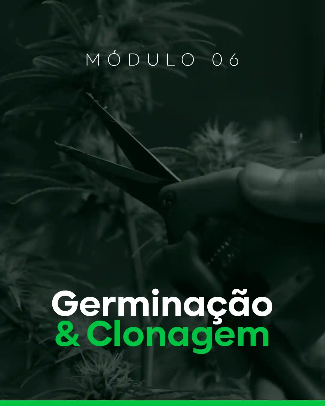 06 - Germinação e Clonagem