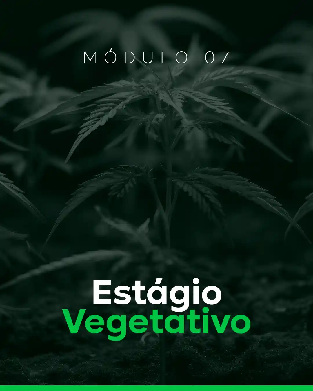 07 - Estágio Vegetativo