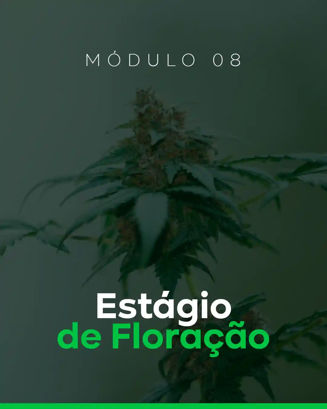 08 - Estágio de Floração